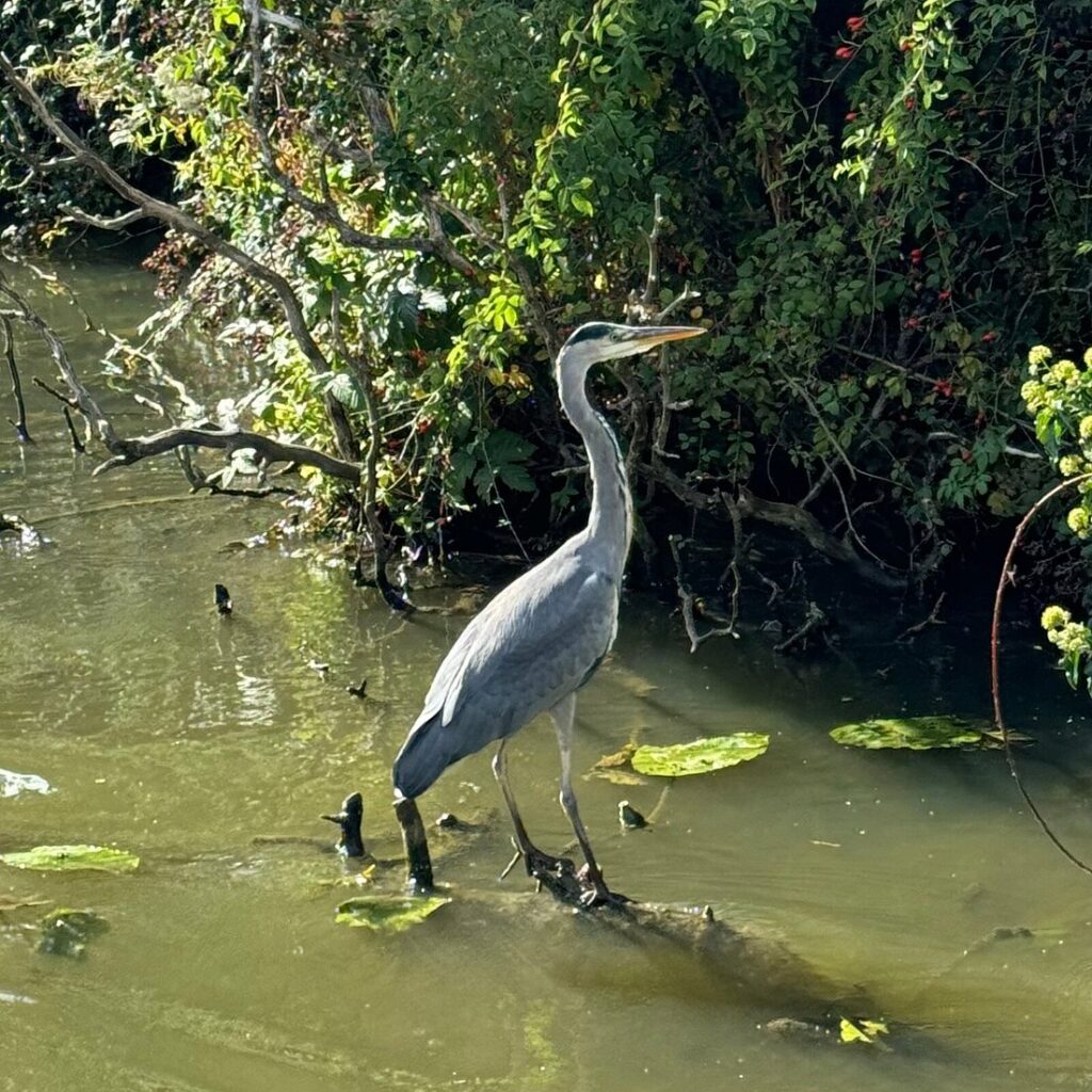 Heron standing at the edge of a tranquil UK canal in autumn, with golden foliage reflecting in the water, ideal for wildlife spotting on a narrowboat holiday