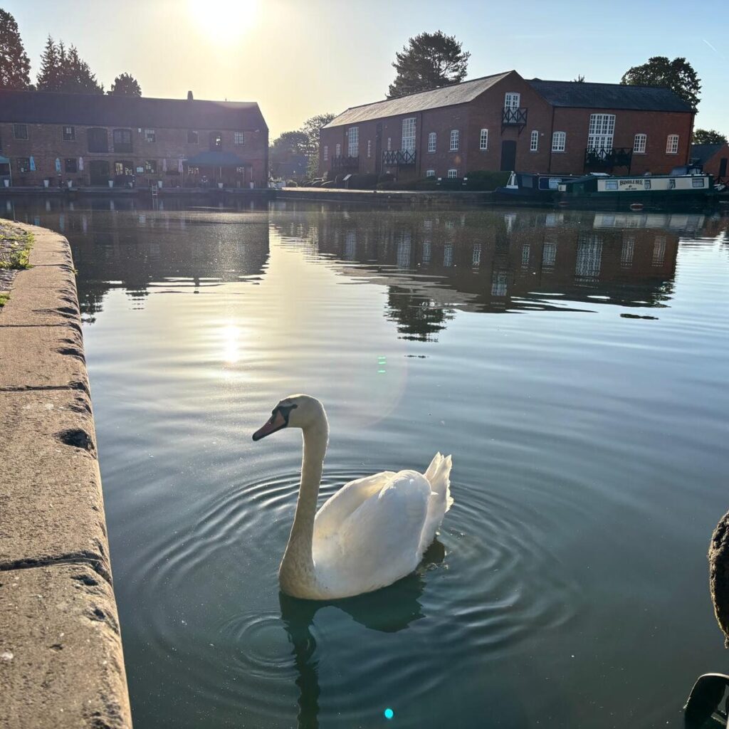 Swan gliding through Union Wharf basin with the sun glowing in the background.