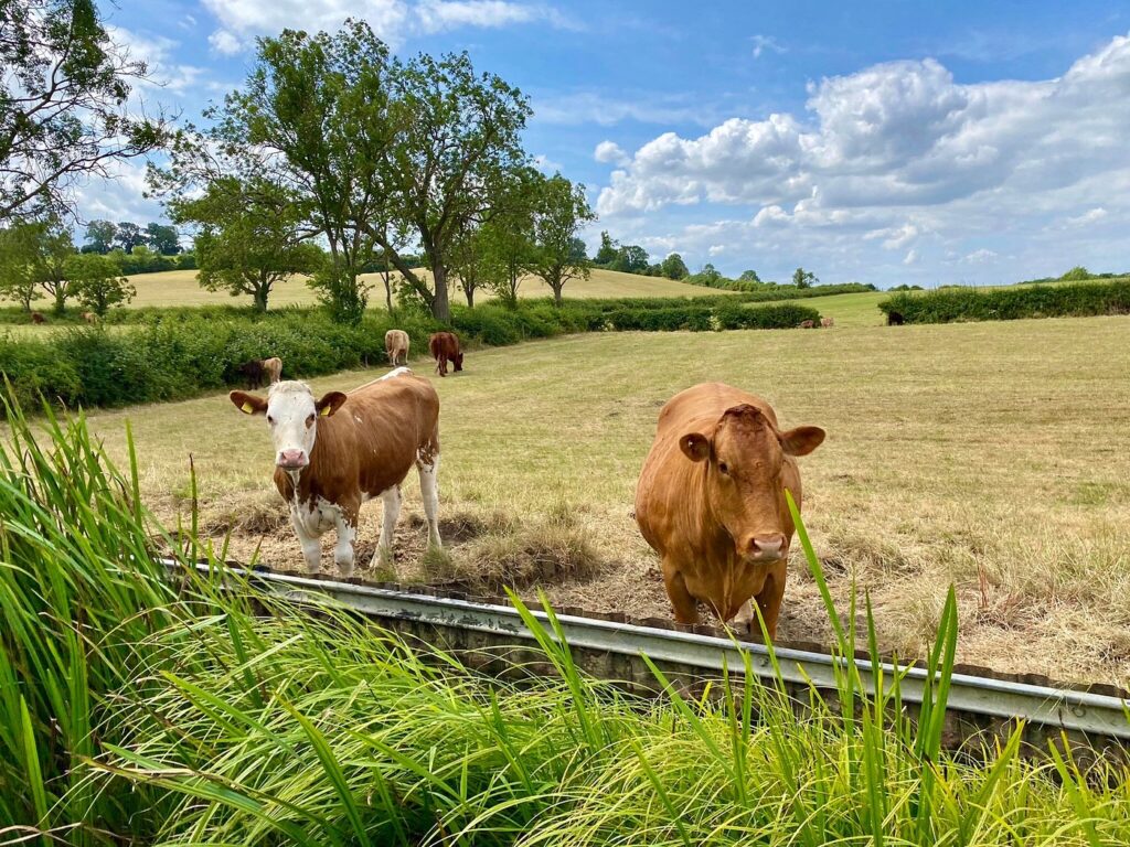 Cows grazing in a green field beside a calm canal, with trees and open countryside in the background
