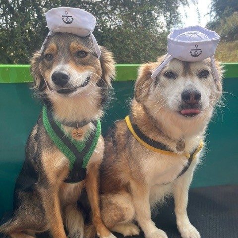 Two dogs sitting together outdoors near the canal, enjoying a break during a dog friendly narrowboat holiday