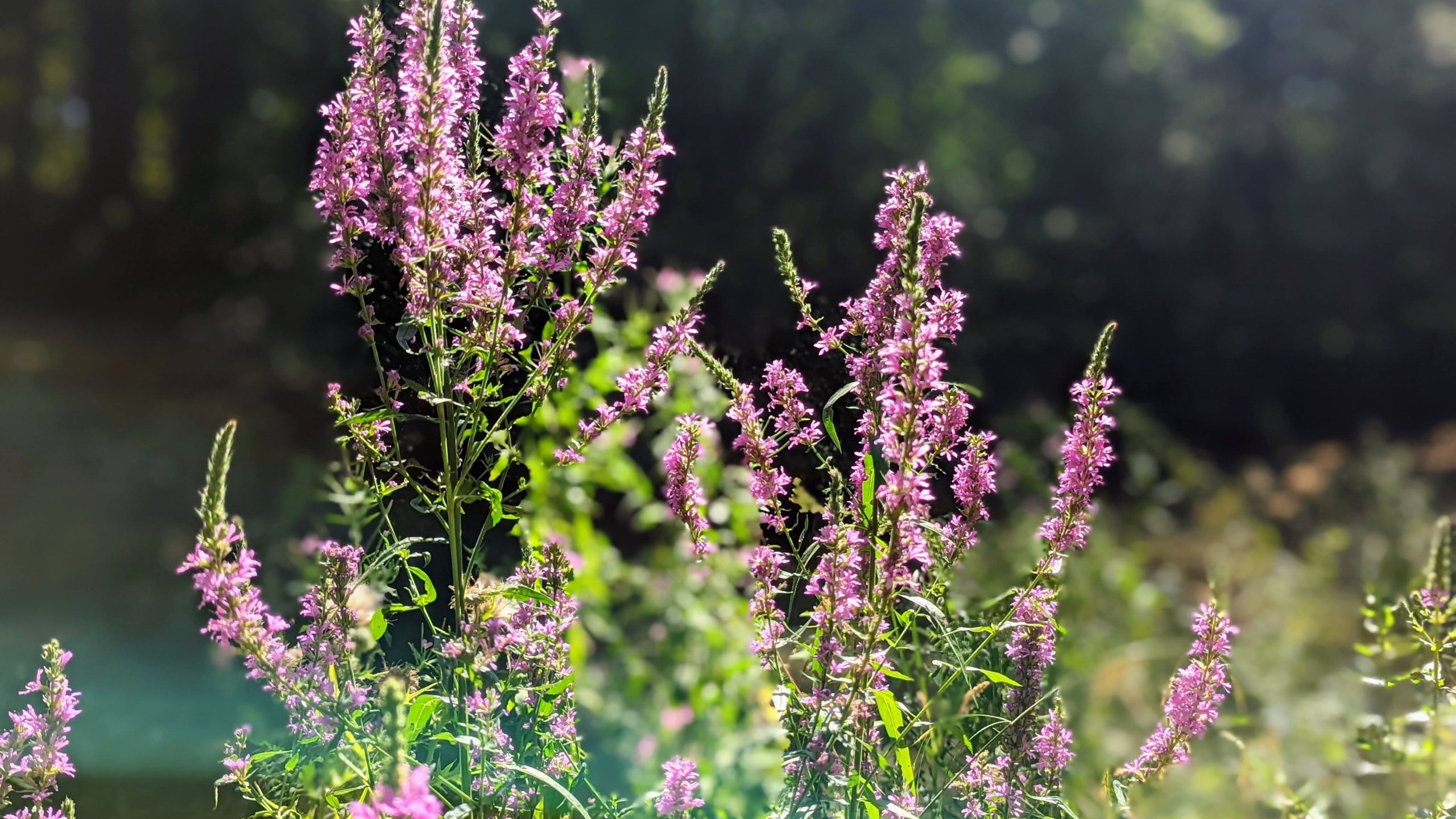 Spring wildflowers growing beside the canal with soft greenery in the background.